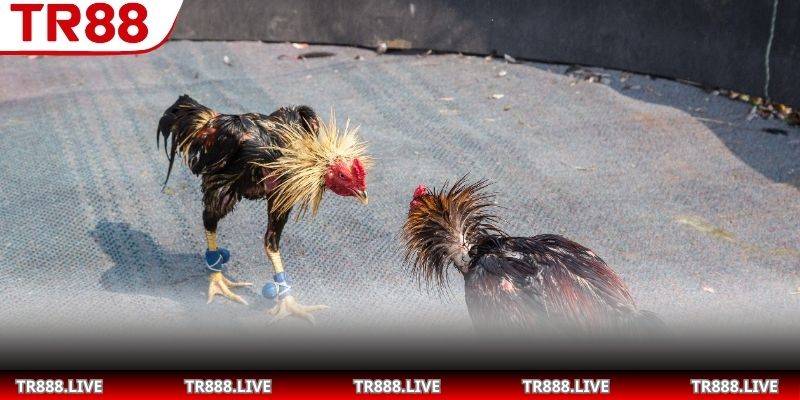 Khái quát về hệ thống AOG đá gà